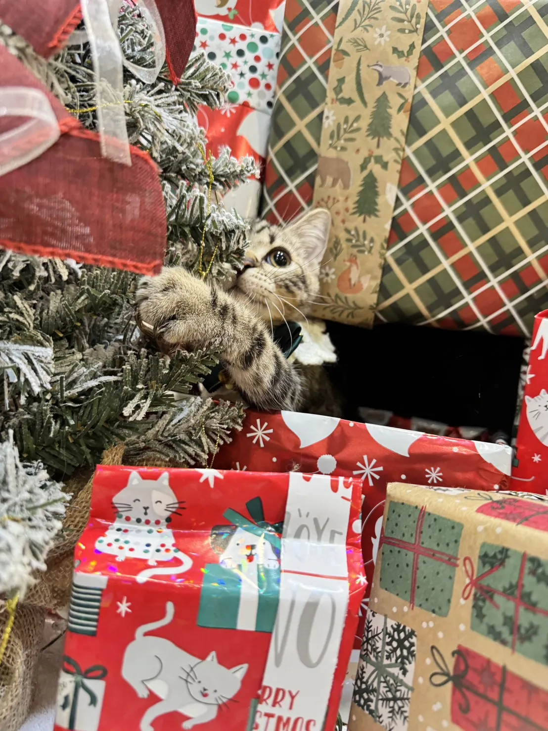 美國短毛貓弟弟｜貪吃寶寶「榛果」(淺古銅色)