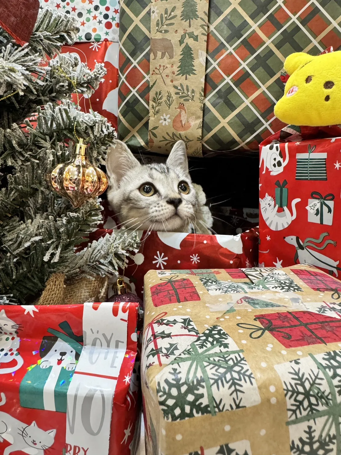 美國短毛貓妹妹｜銀白色的小甜心(美式)