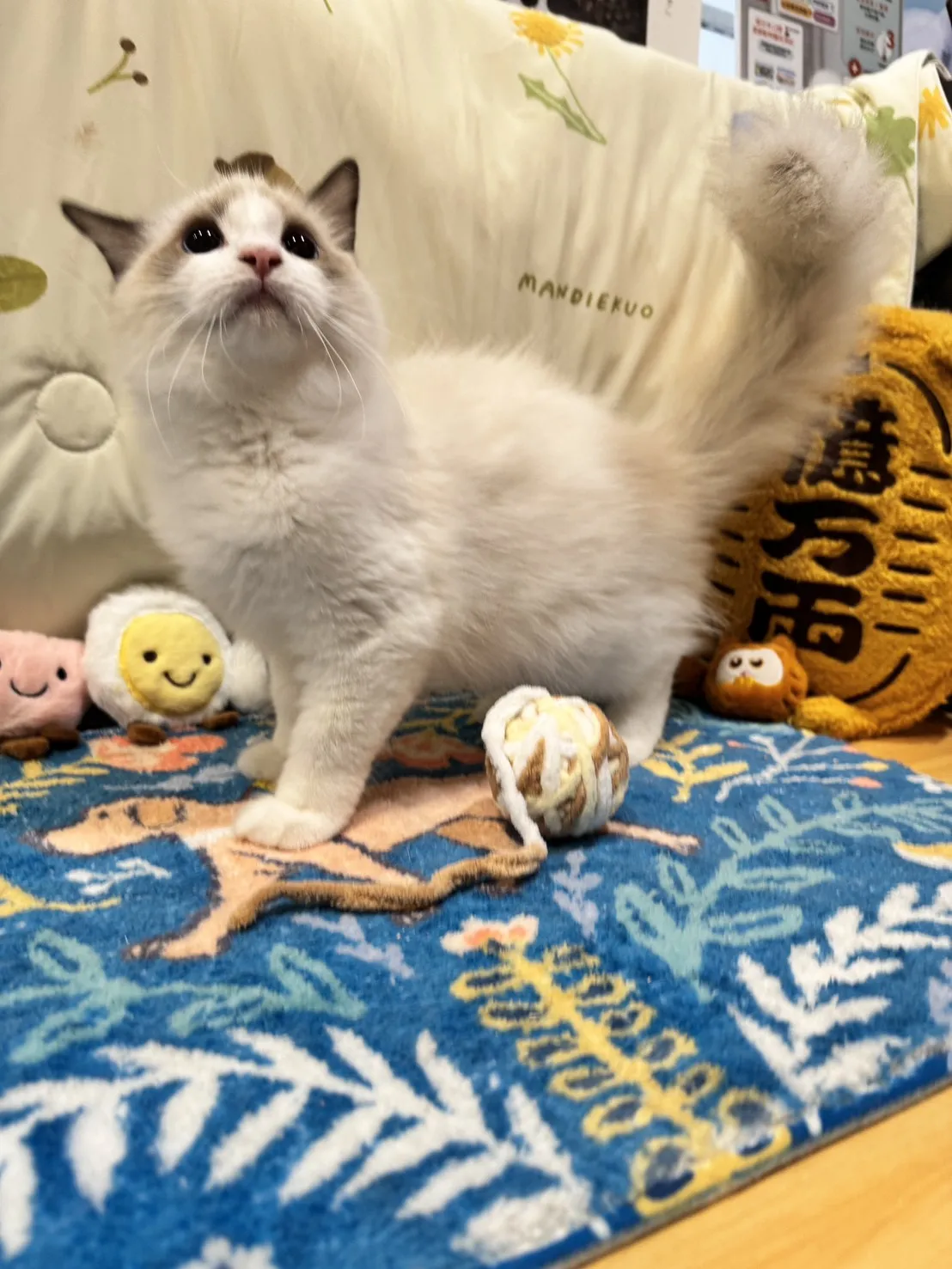 海雙布偶貓妹妹 - 琉璃