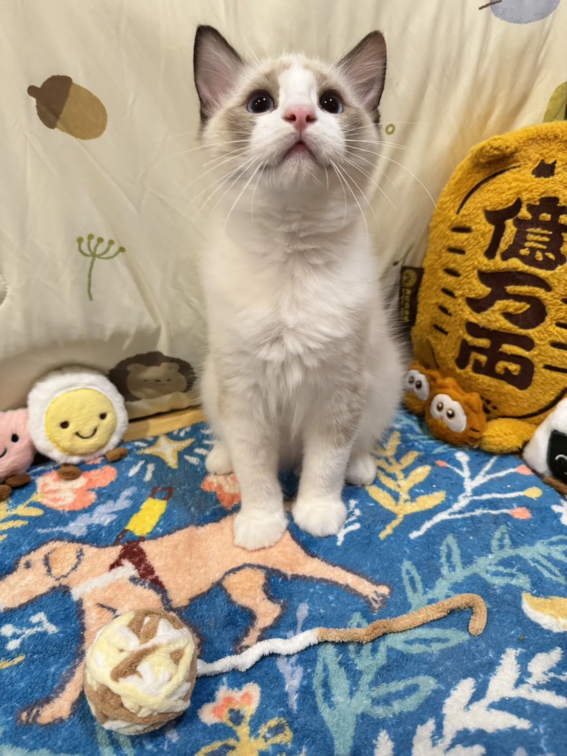 海雙布偶貓弟弟 - 安寶