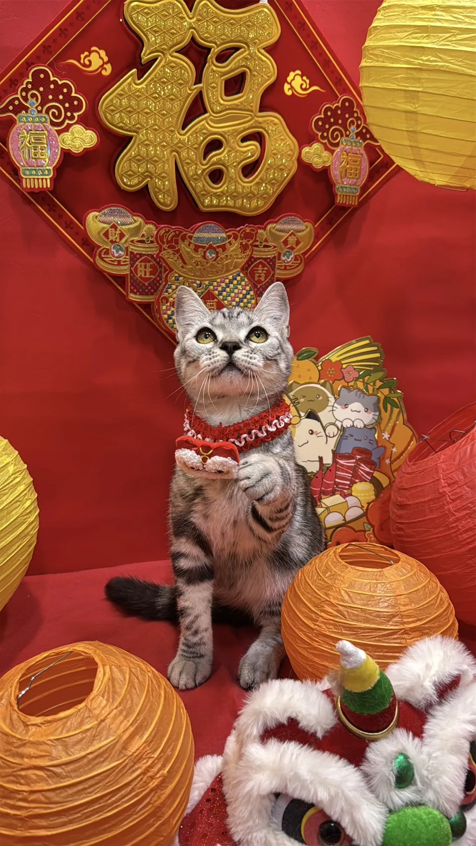 美國短毛貓妹妹｜銀白色的小甜心(美式)