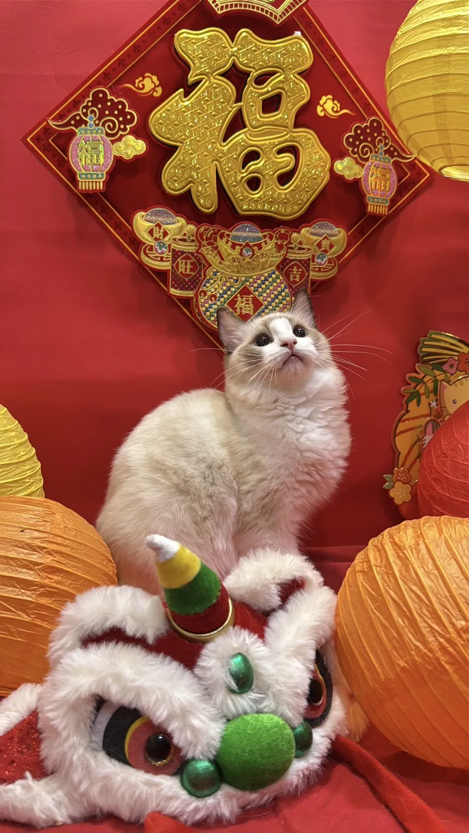 海雙布偶貓妹妹 - 琉璃