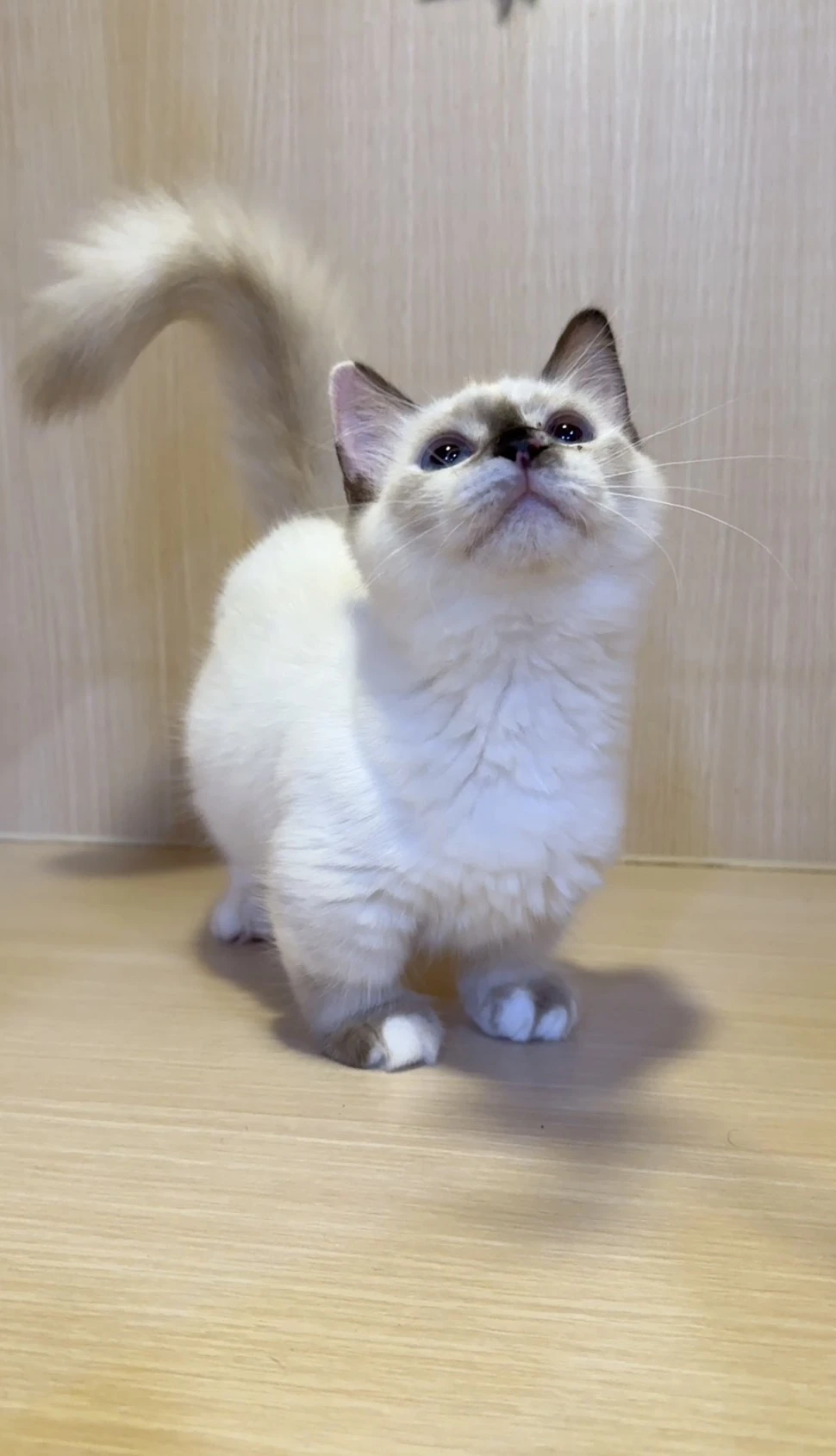 曼赤肯妹妹 美寶