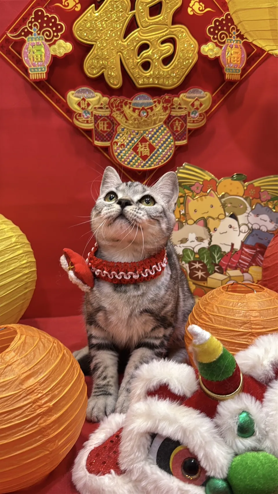 美國短毛貓妹妹｜銀白色的小甜心(美式)