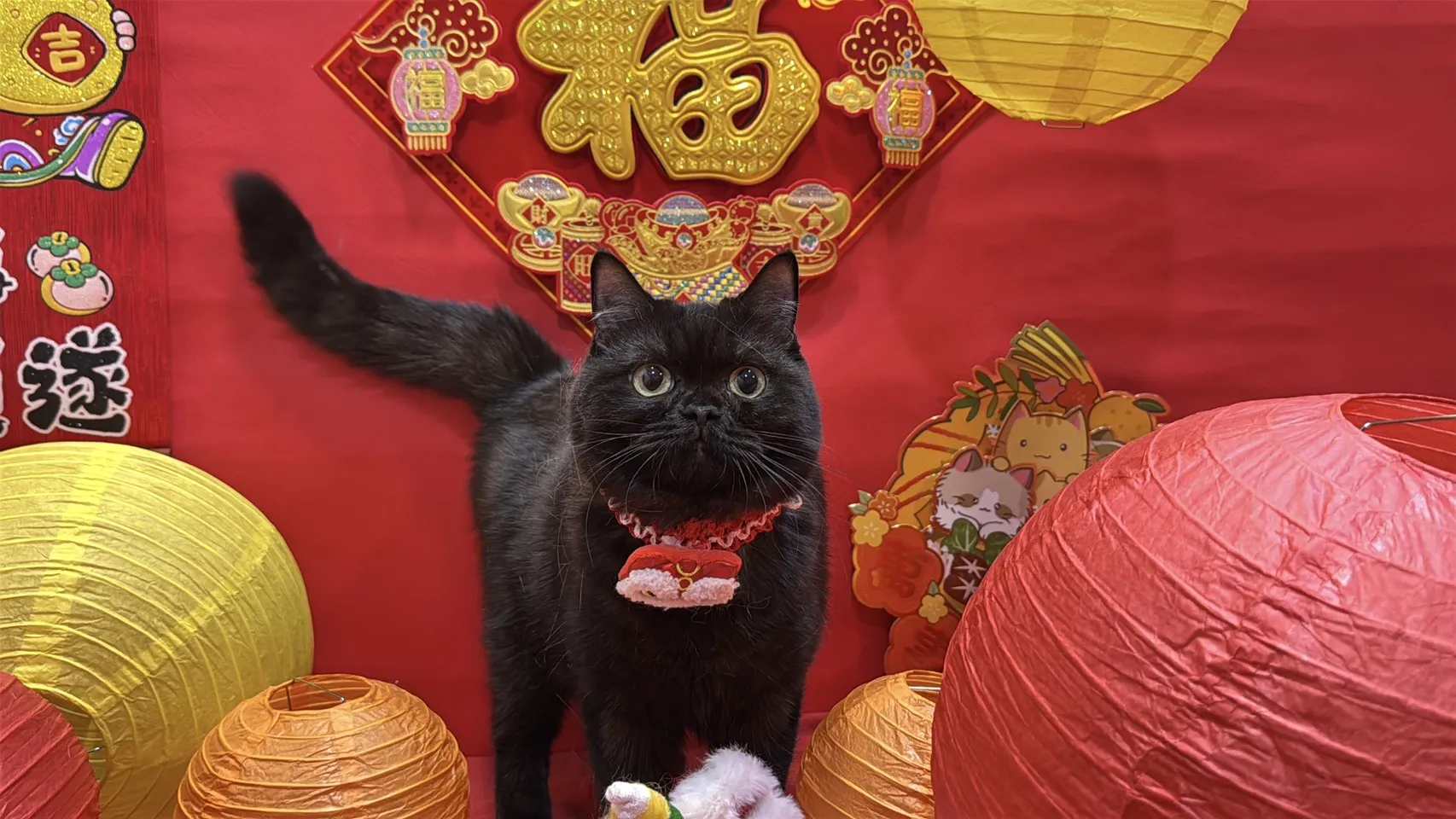 英國短毛貓-巧妞