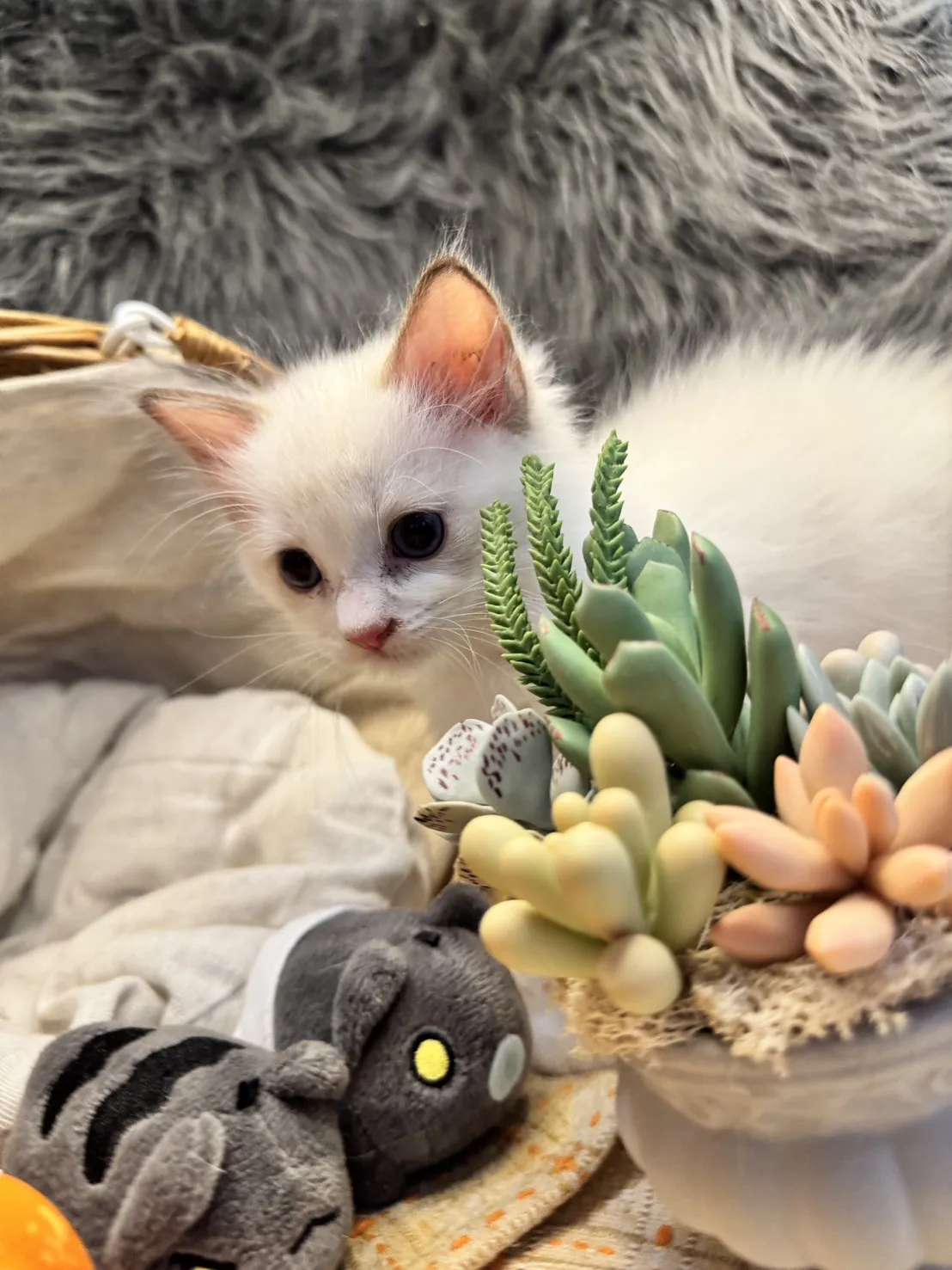 海雙布偶貓妹妹-桐月