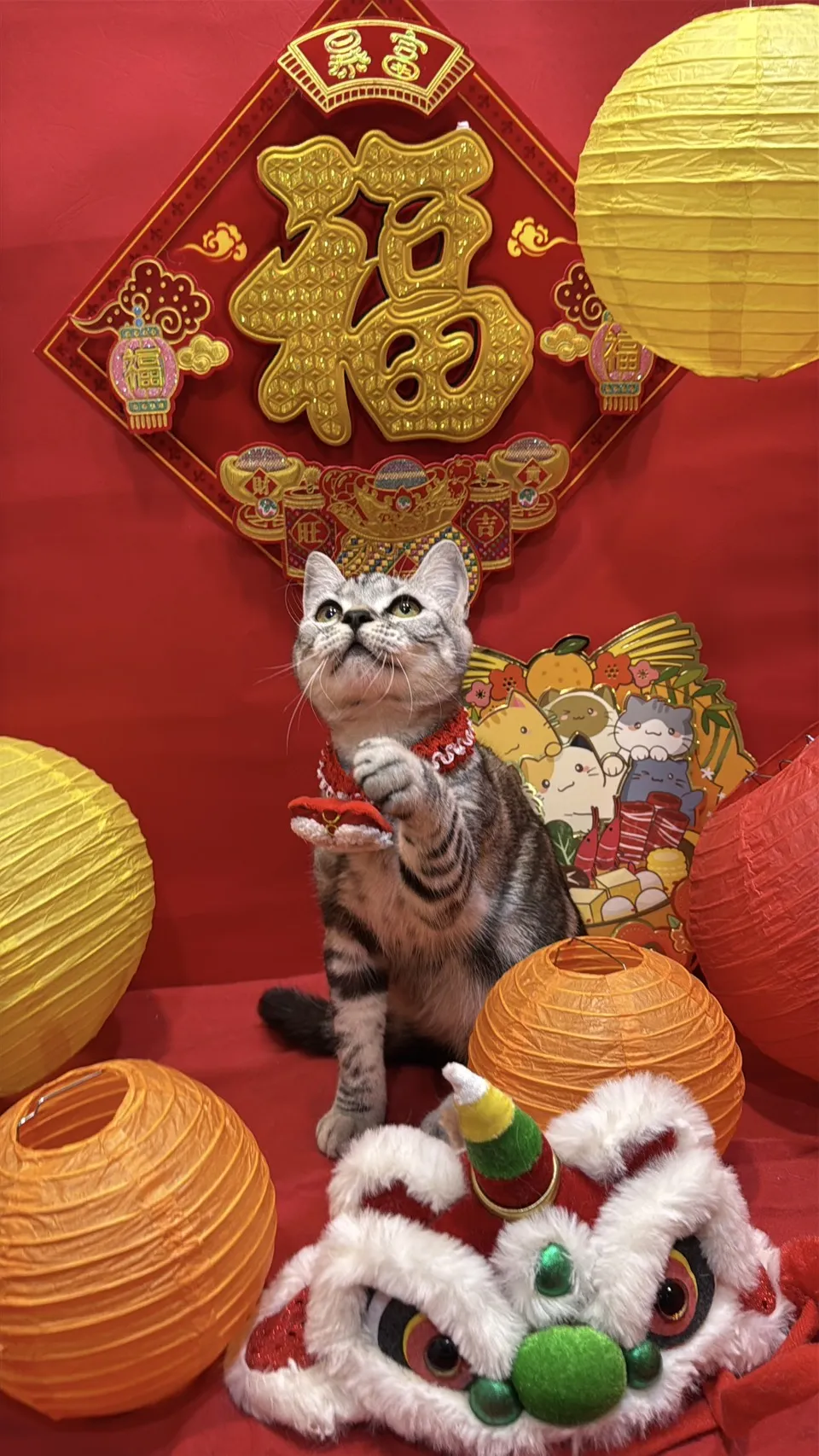 美國短毛貓妹妹｜銀白色的小甜心(美式)