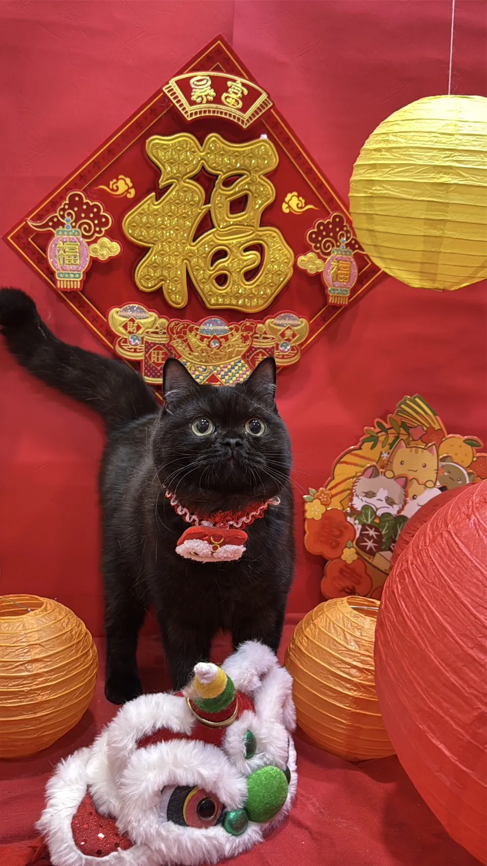 英國短毛貓-巧妞