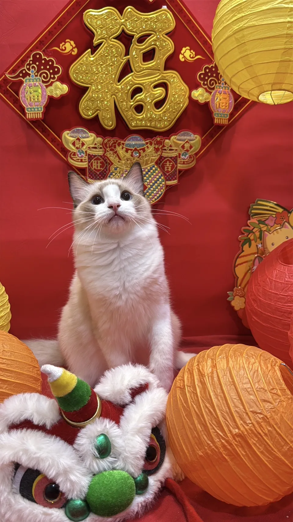 海雙布偶貓妹妹 - 琉璃