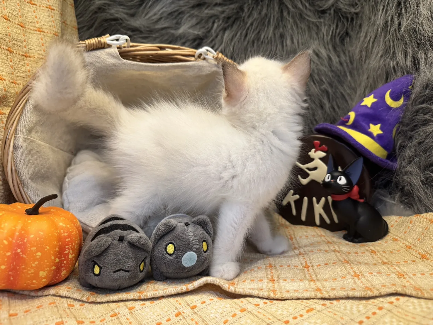 海雙布偶貓妹妹-桐月