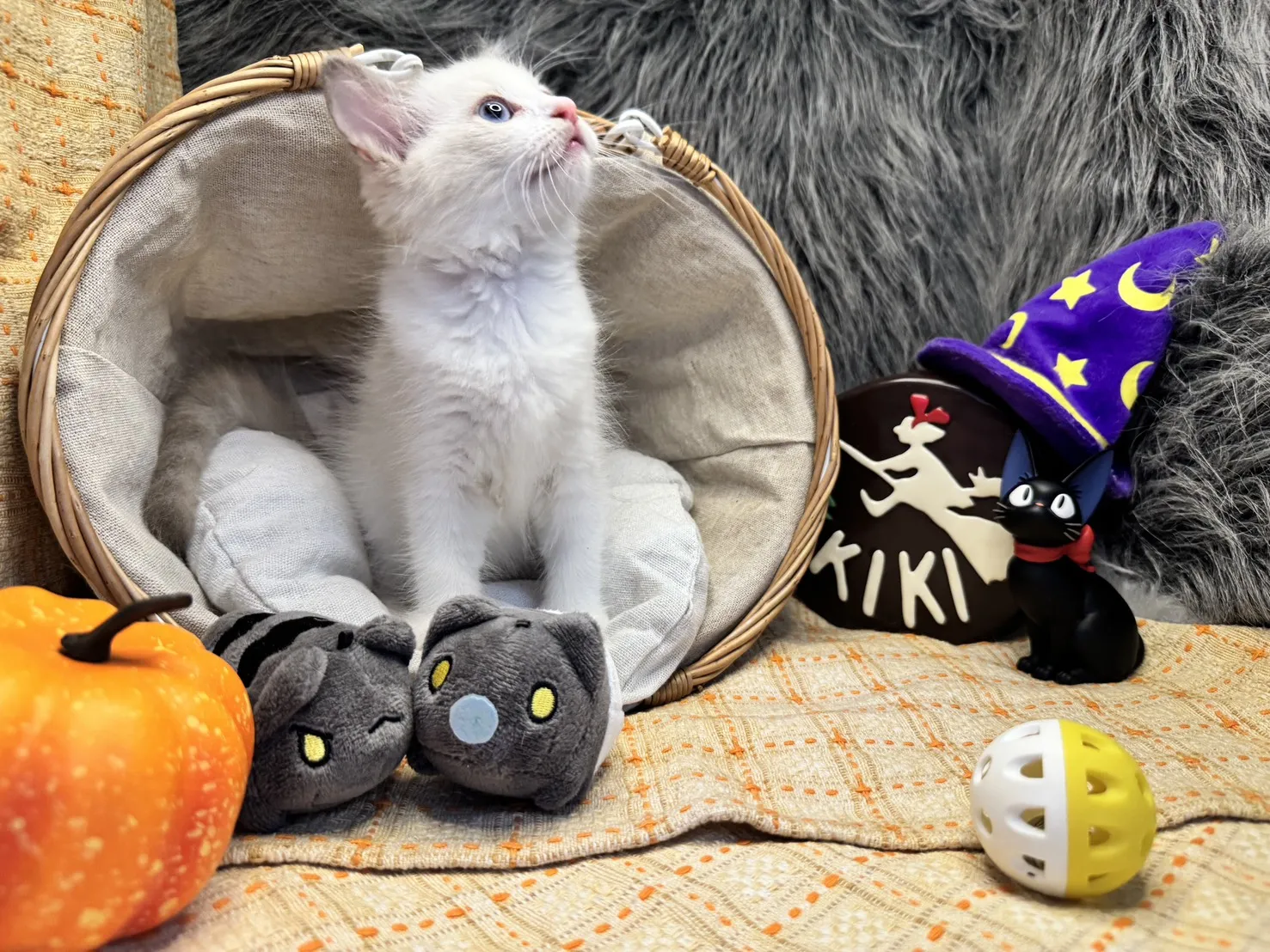 海雙布偶貓妹妹 - 花月