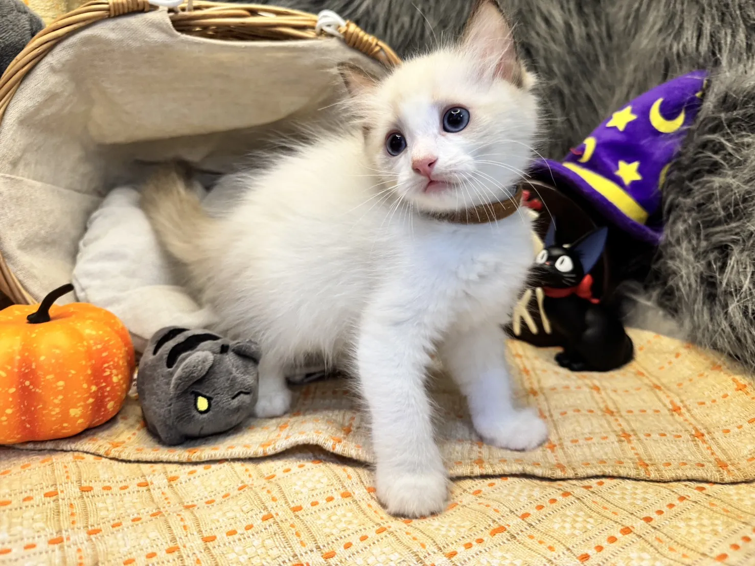 海雙布偶貓妹妹 - 琉璃