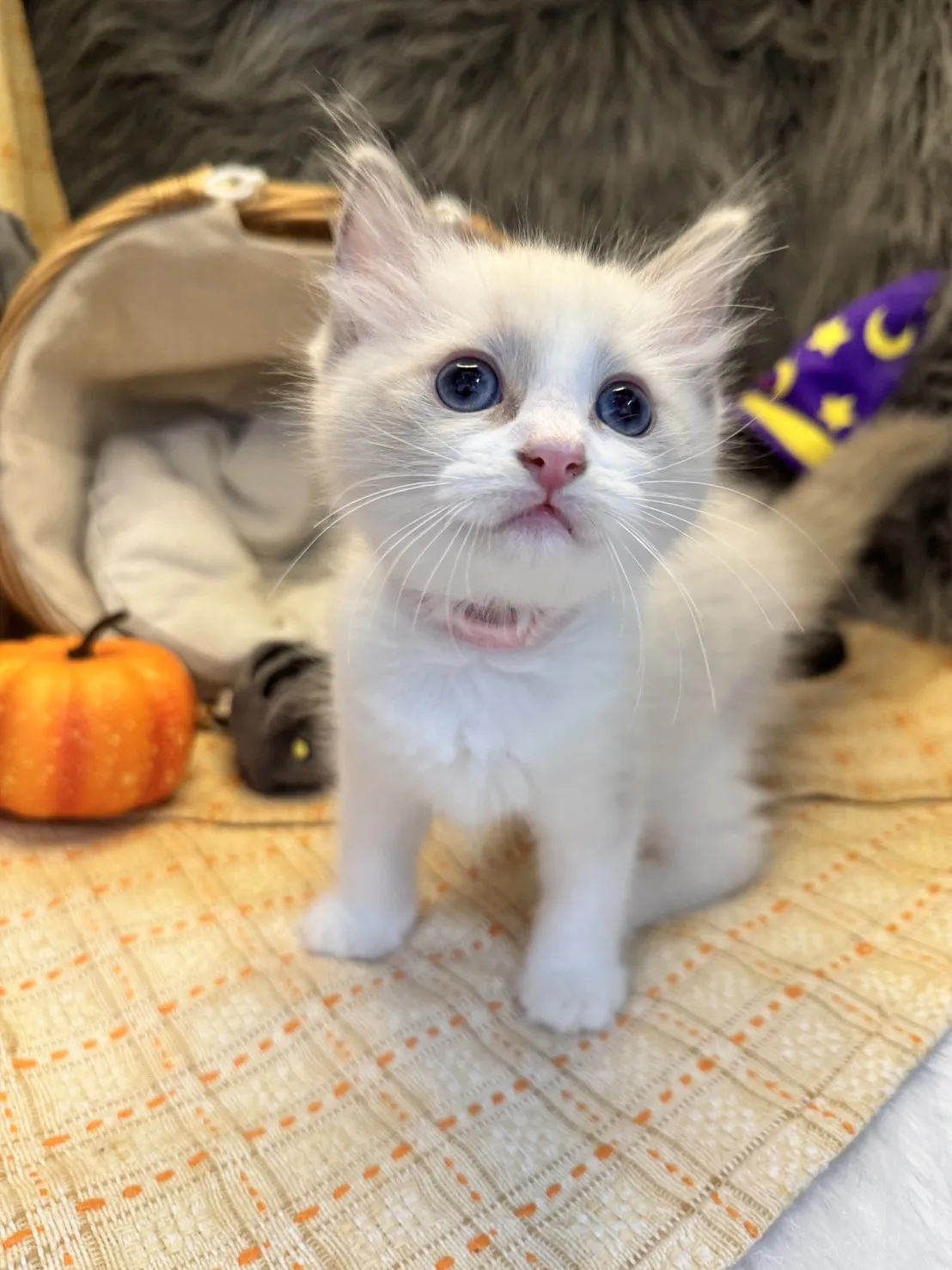 海雙布偶貓妹妹-樂寶