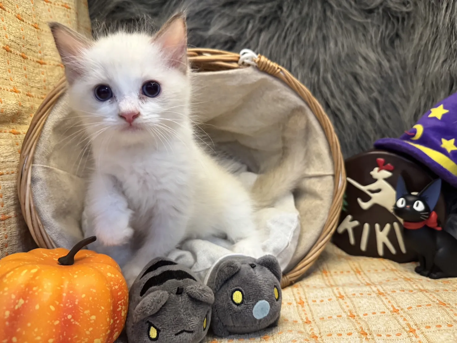 海雙布偶貓妹妹-桐月