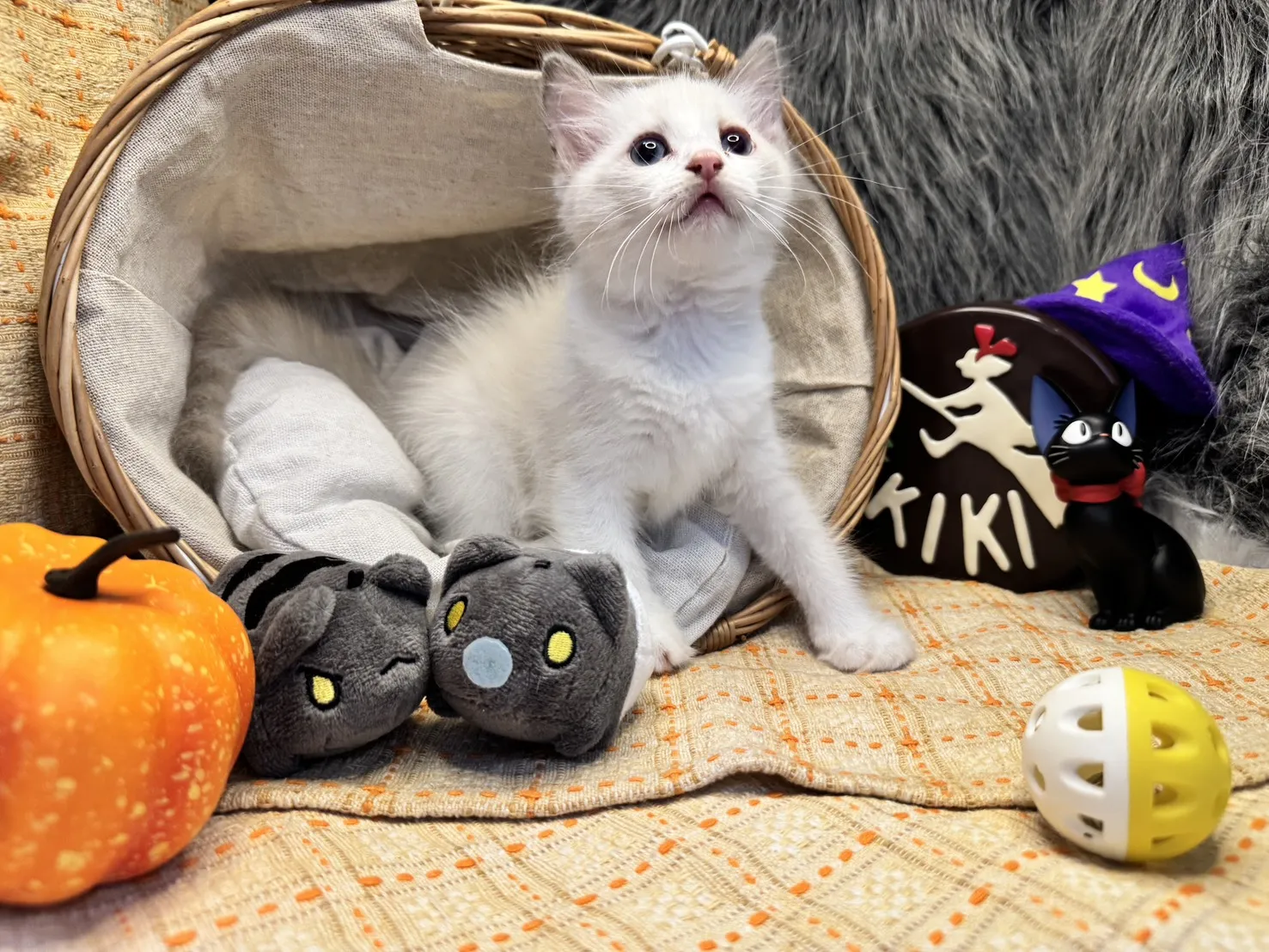 海雙布偶貓妹妹 - 花月