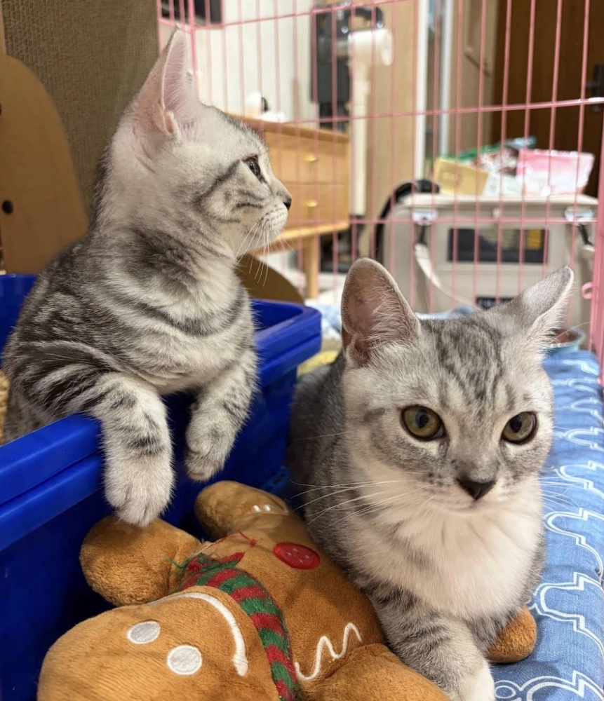 家長分享