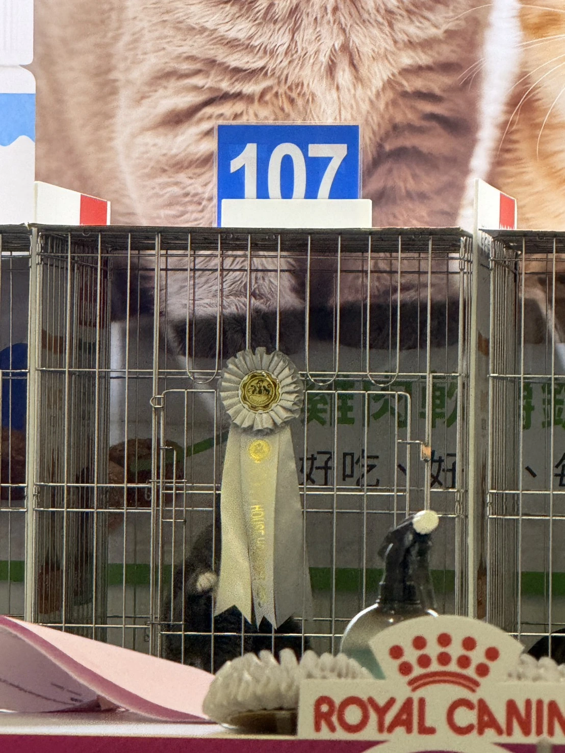 比賽花絮