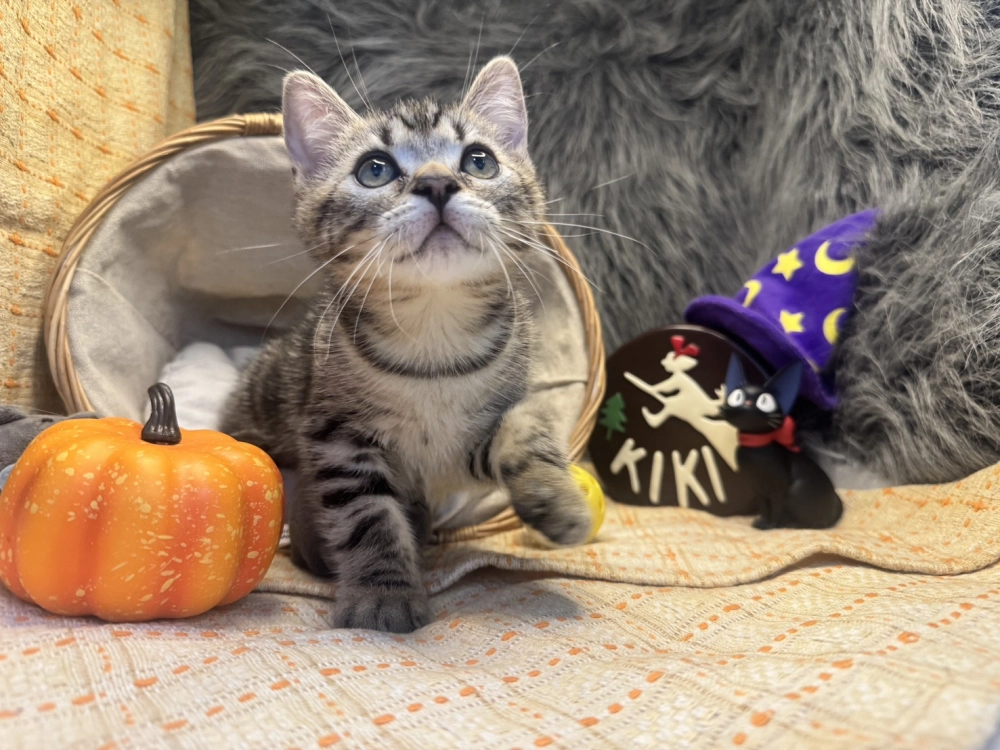 美國短毛貓弟弟｜貪吃寶寶「榛果」(淺古銅色)