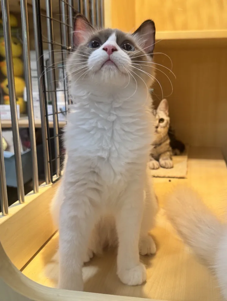 海雙布偶貓妹妹 - 冬月