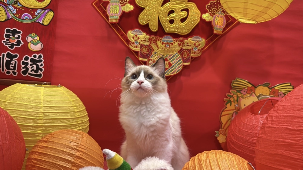 海雙布偶貓妹妹 - 冬月