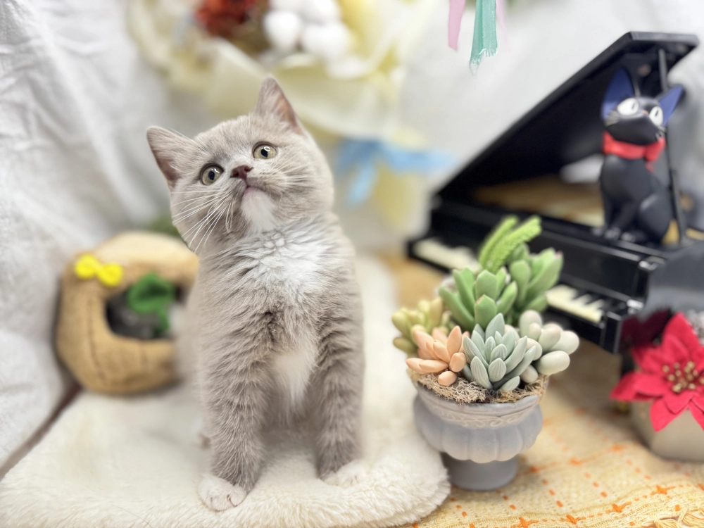 塞爾凱克直毛貓弟弟-壯壯