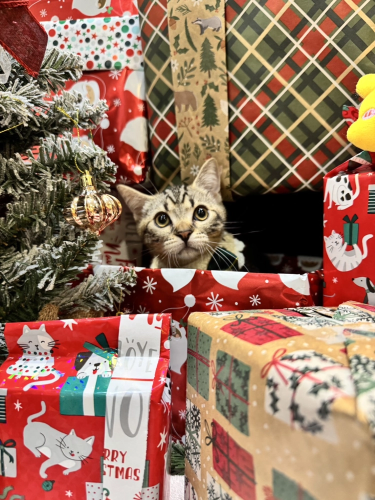 美國短毛貓弟弟｜貪吃寶寶「榛果」(淺古銅色)