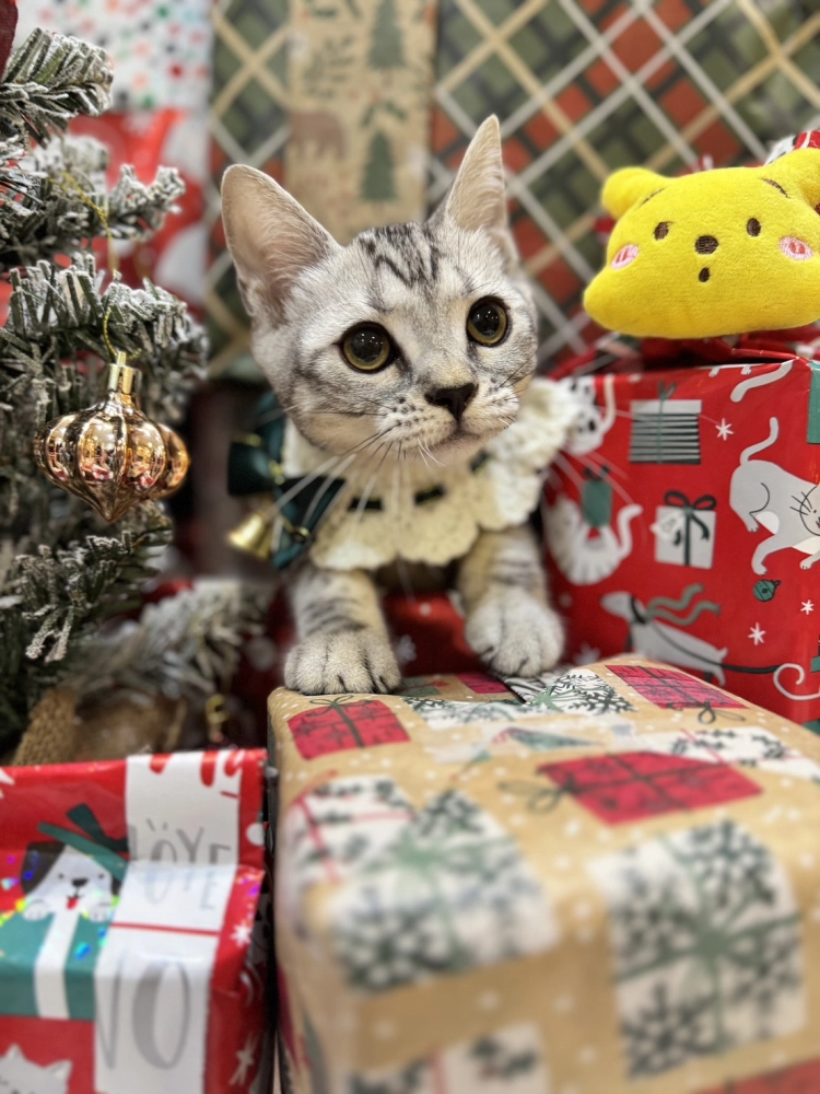 美國短毛貓妹妹｜銀白色的小甜心(美式)