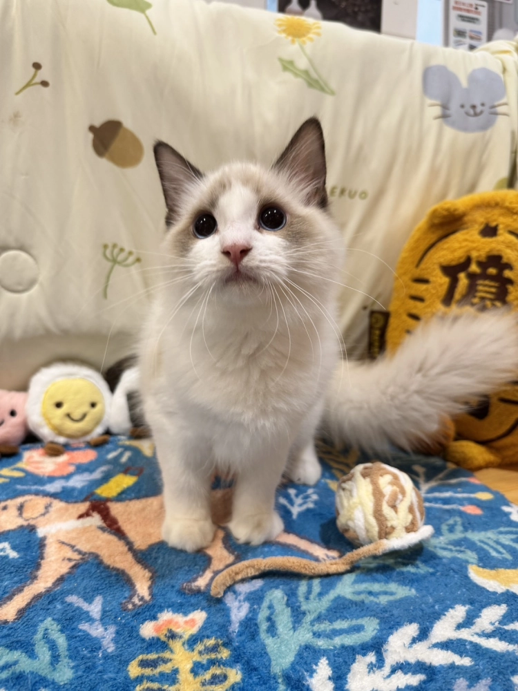 海雙布偶貓妹妹 - 琉璃