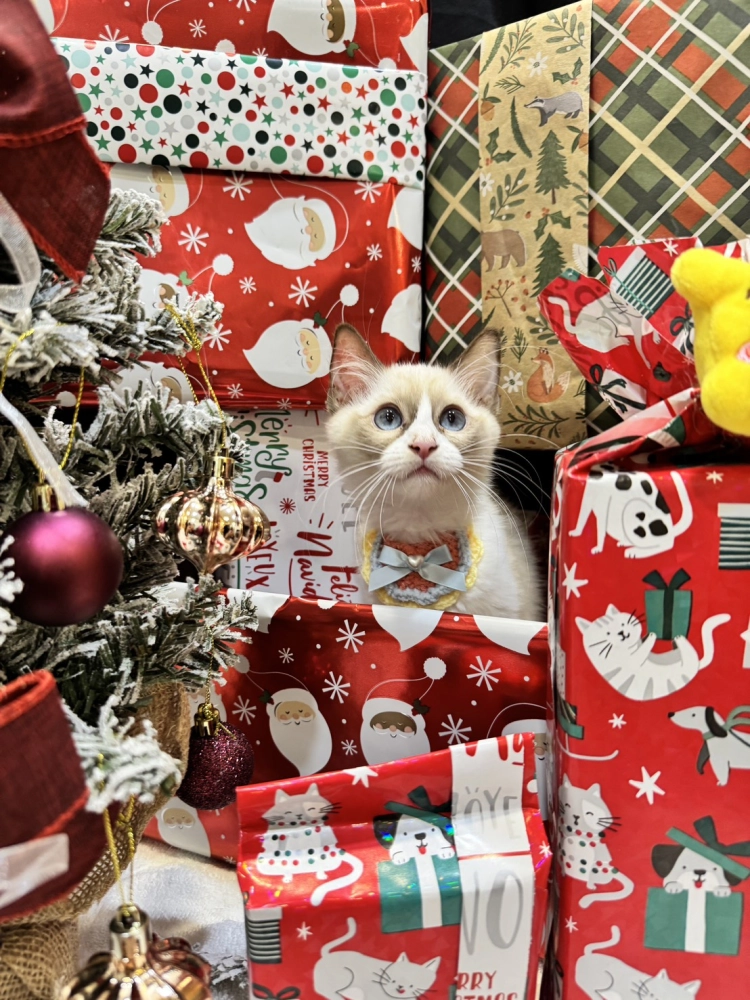 海雙布偶貓妹妹 - 冬月