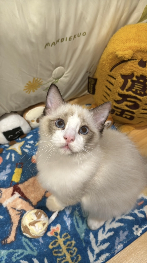 海雙布偶貓弟弟 - 安寶