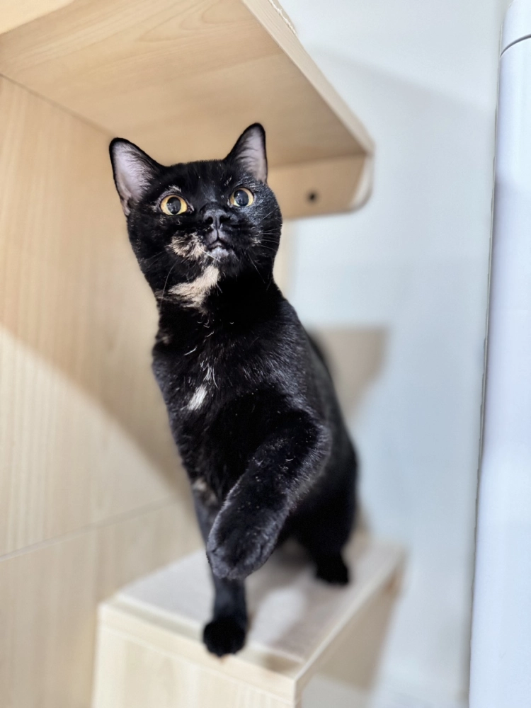 非標準曼赤肯 - 千金