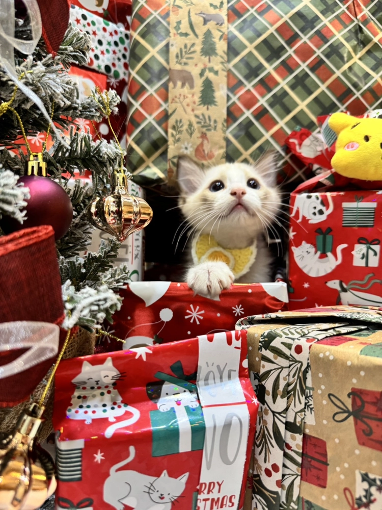 海雙布偶貓弟弟 - 安寶