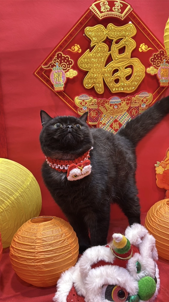 英國短毛貓-巧妞