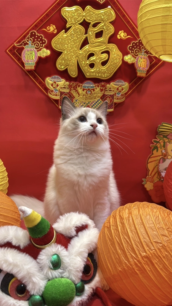 海雙布偶貓妹妹 - 花月