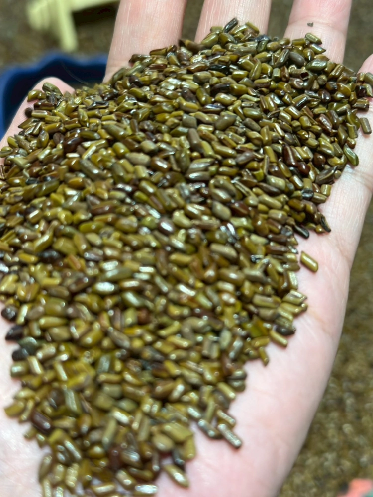 Cassia Seeds (Indoor)