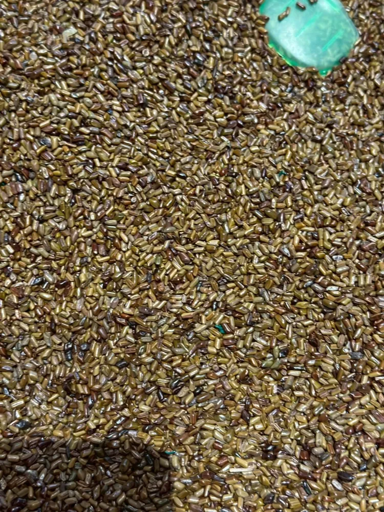 Cassia Seeds (Indoor)