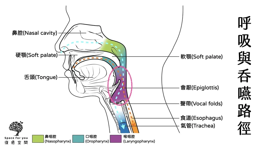 中風吞嚥｜從「動作學習」與「運動治療」的觀點看吞嚥治療