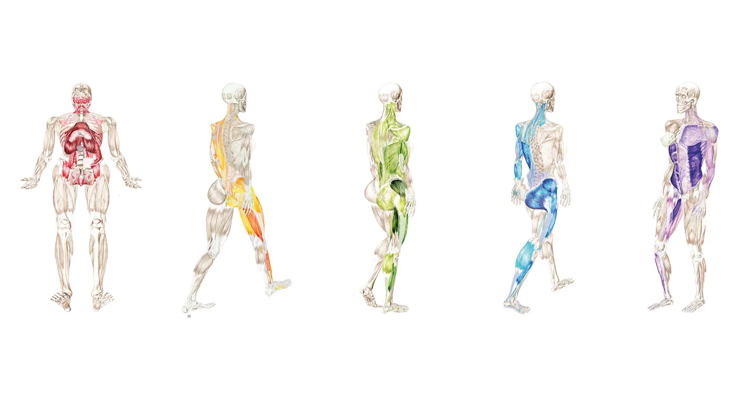 人體五大動作鍊系統