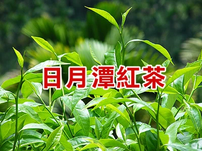 日月潭18號紅茶