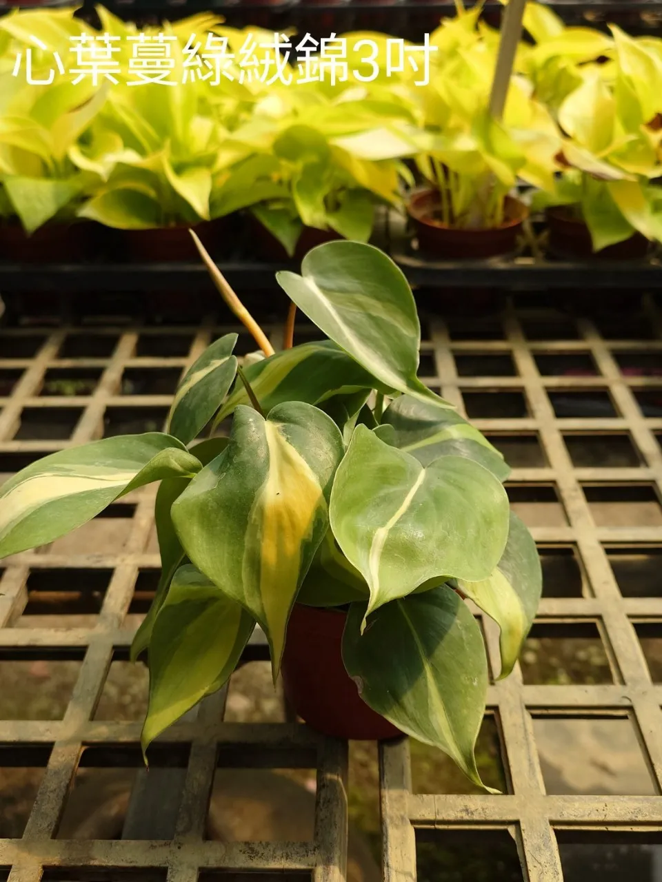 澆水到底要澆多少？教你掌握「盆器大小 × 土壤濕度」的判斷法