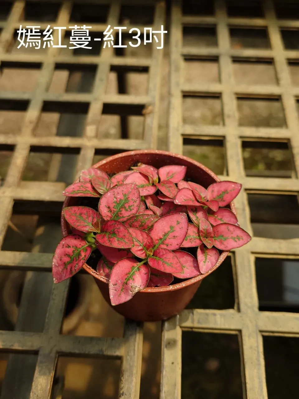 植物根爛怎麼救？脫盆、修根、換土完整教學