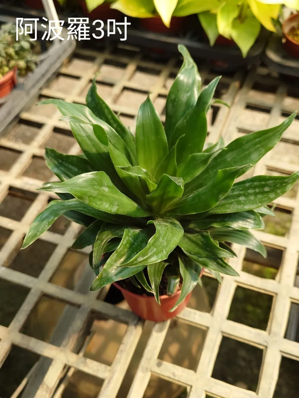 新手必看！買回家的植物需要先換盆嗎？判斷三要點