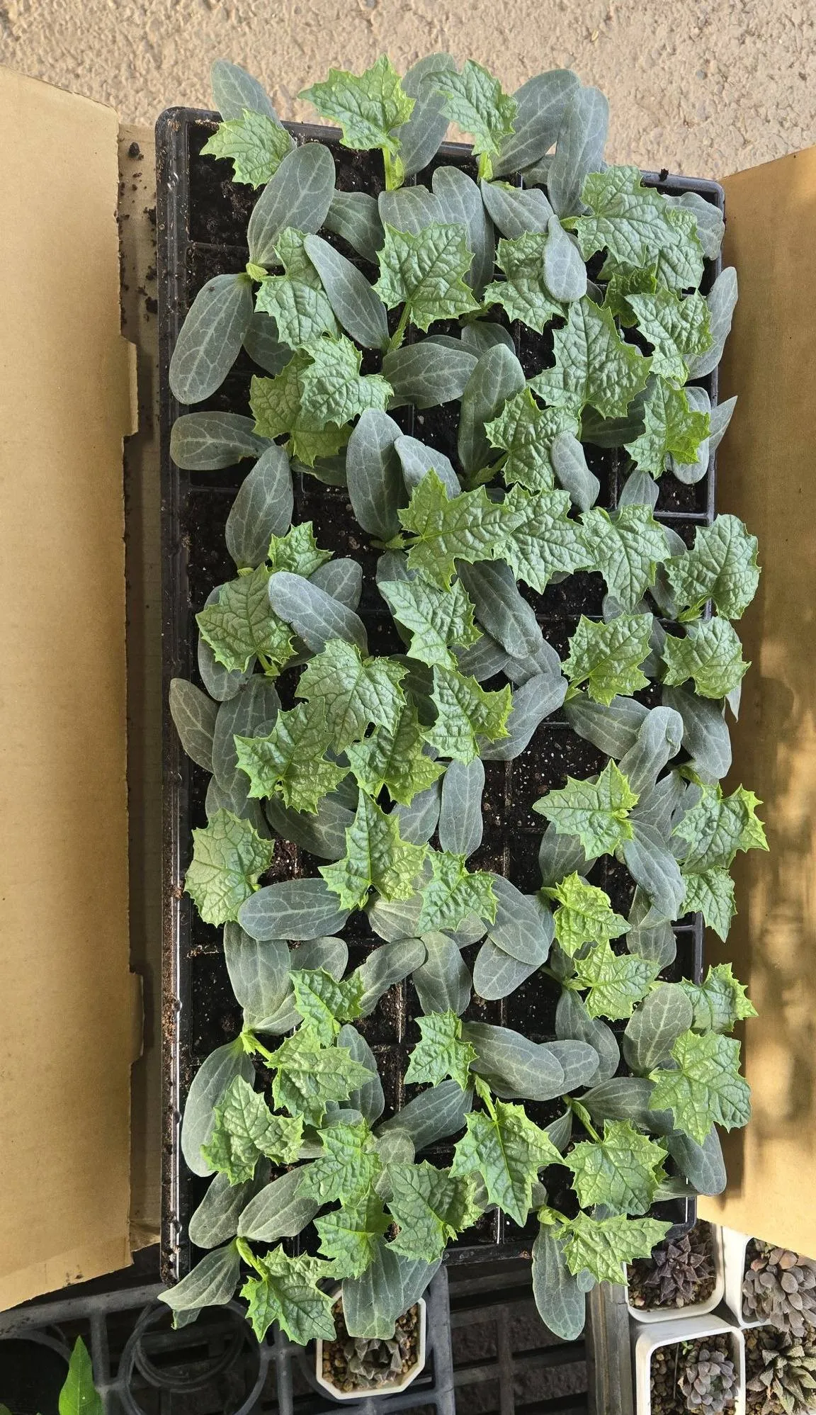 絲瓜苗上市囉！〈高豐128〉