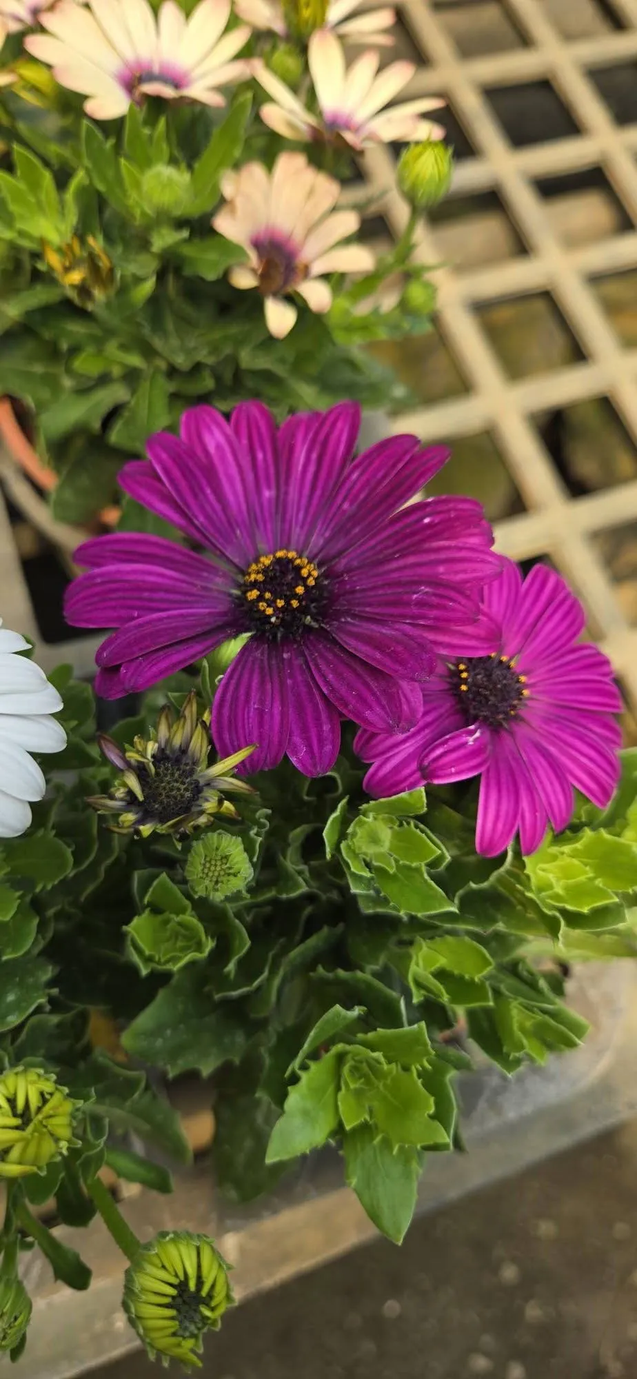 藍眼菊 三盆100元