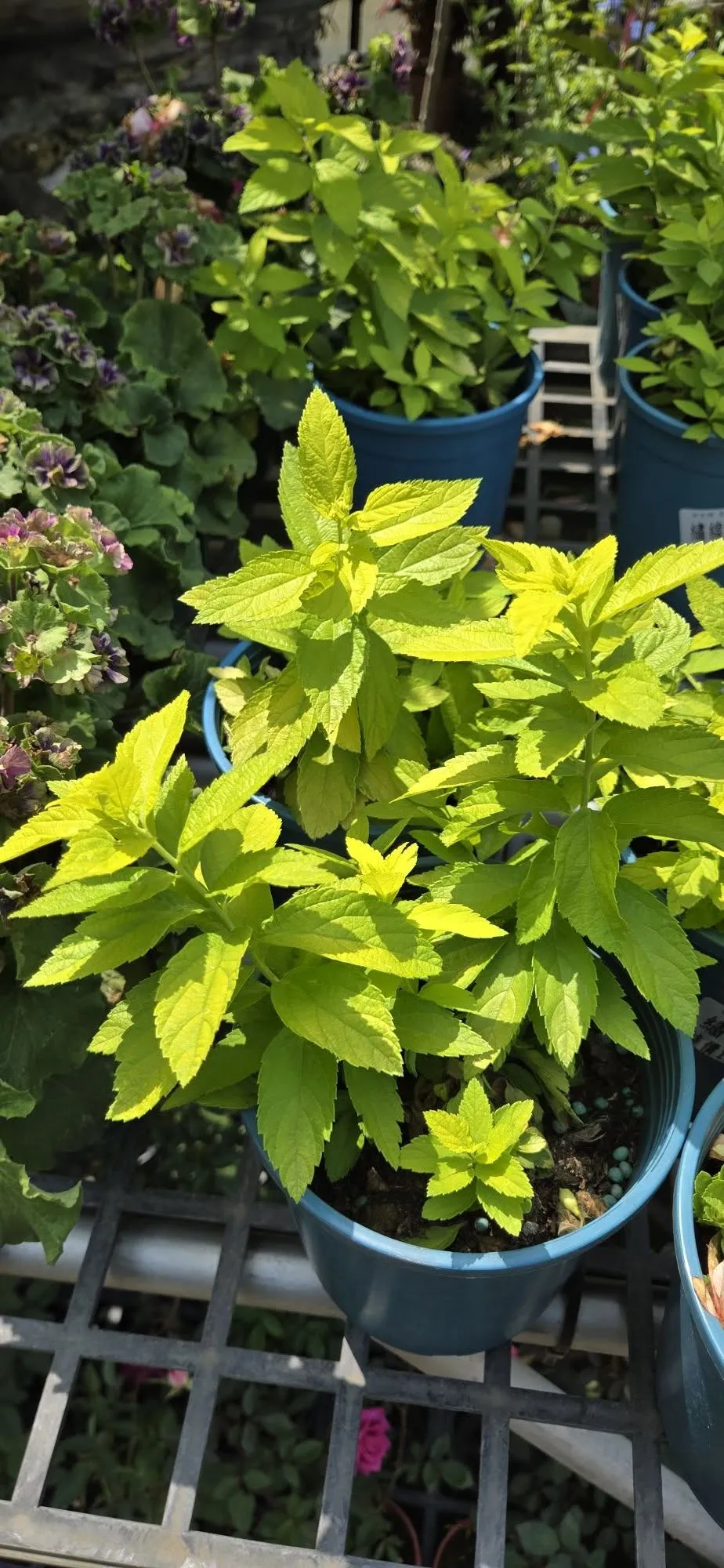 黃金繡線菊 5吋盆120元