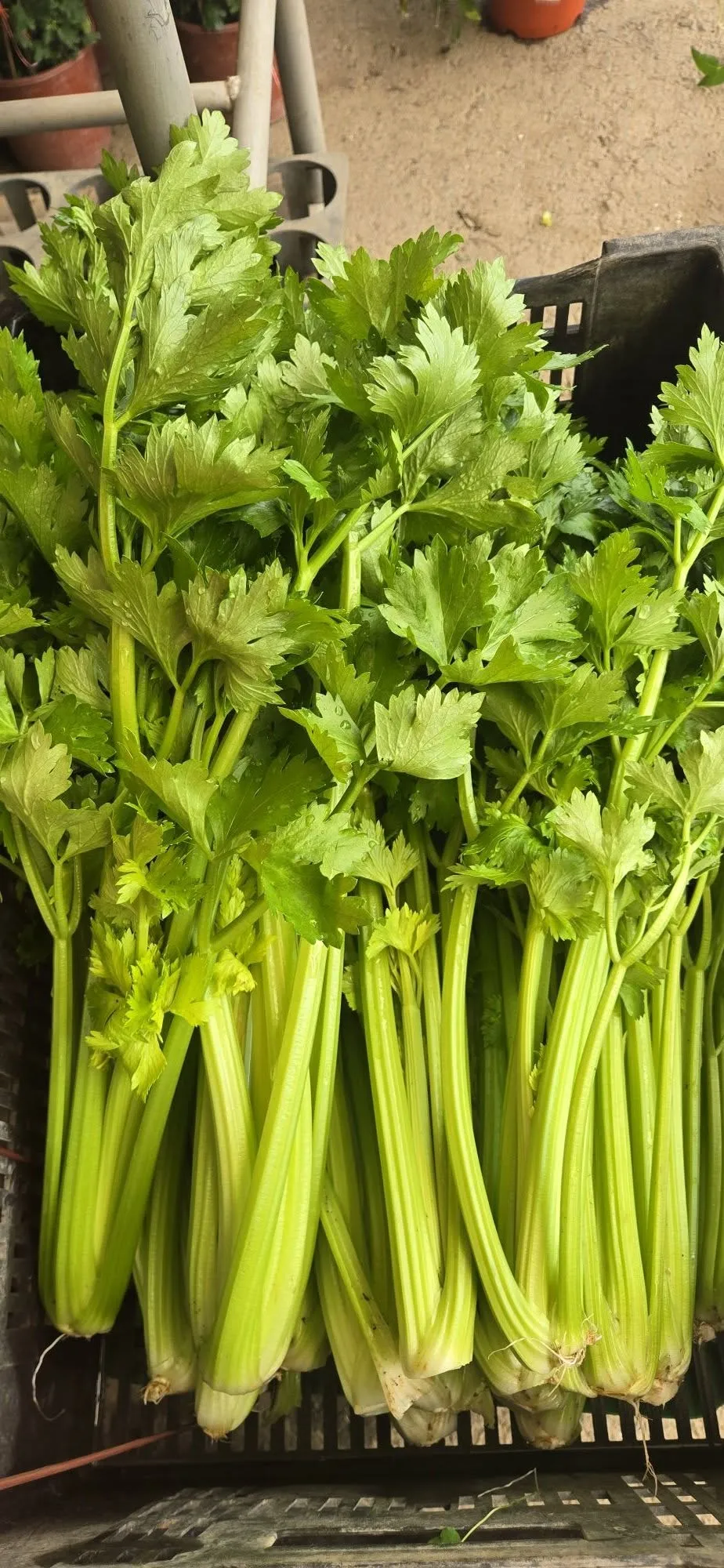 友善栽培西洋芹 使用有機肥料栽種