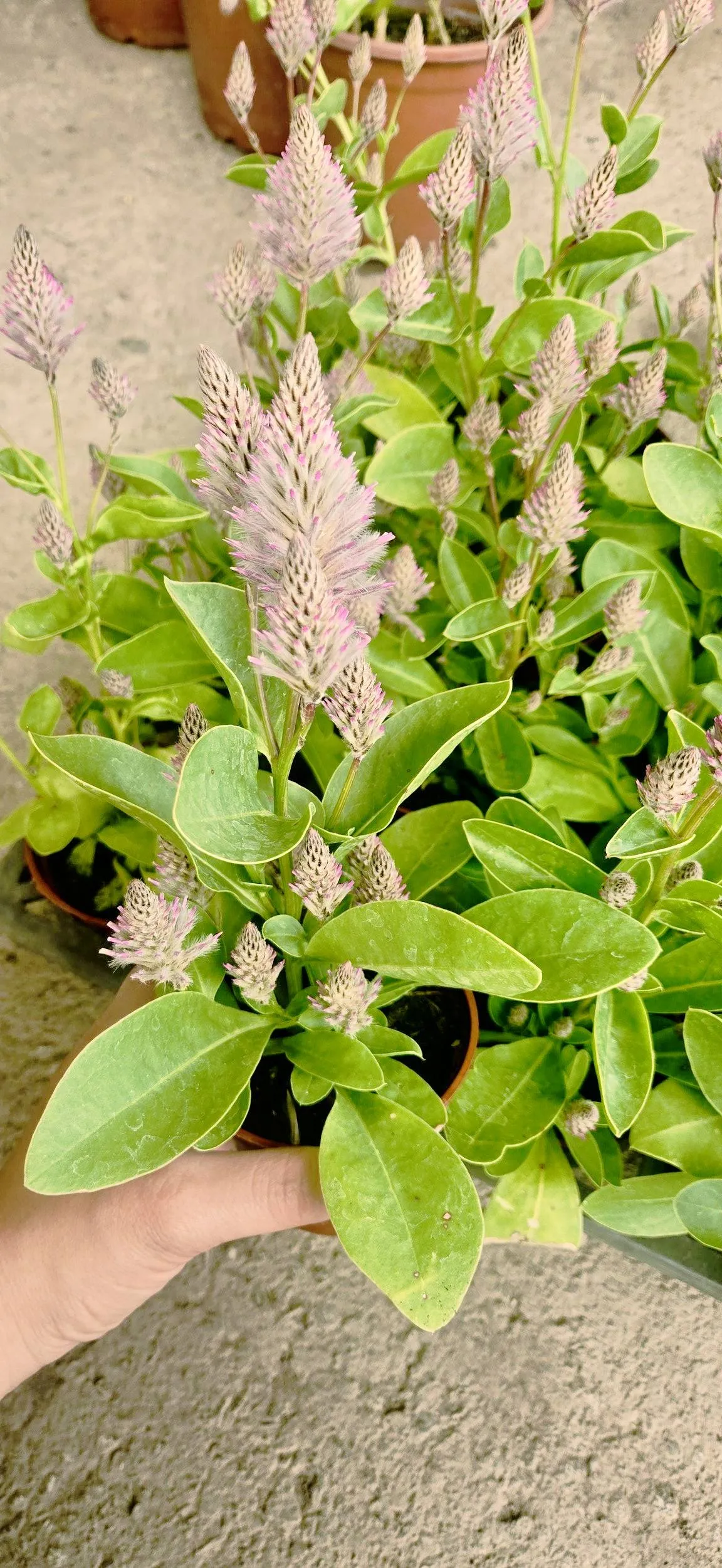 澳洲狐尾草 三吋盆50元