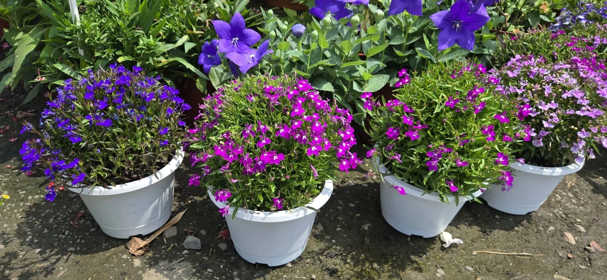 現貨合集 歡迎賞花唷～