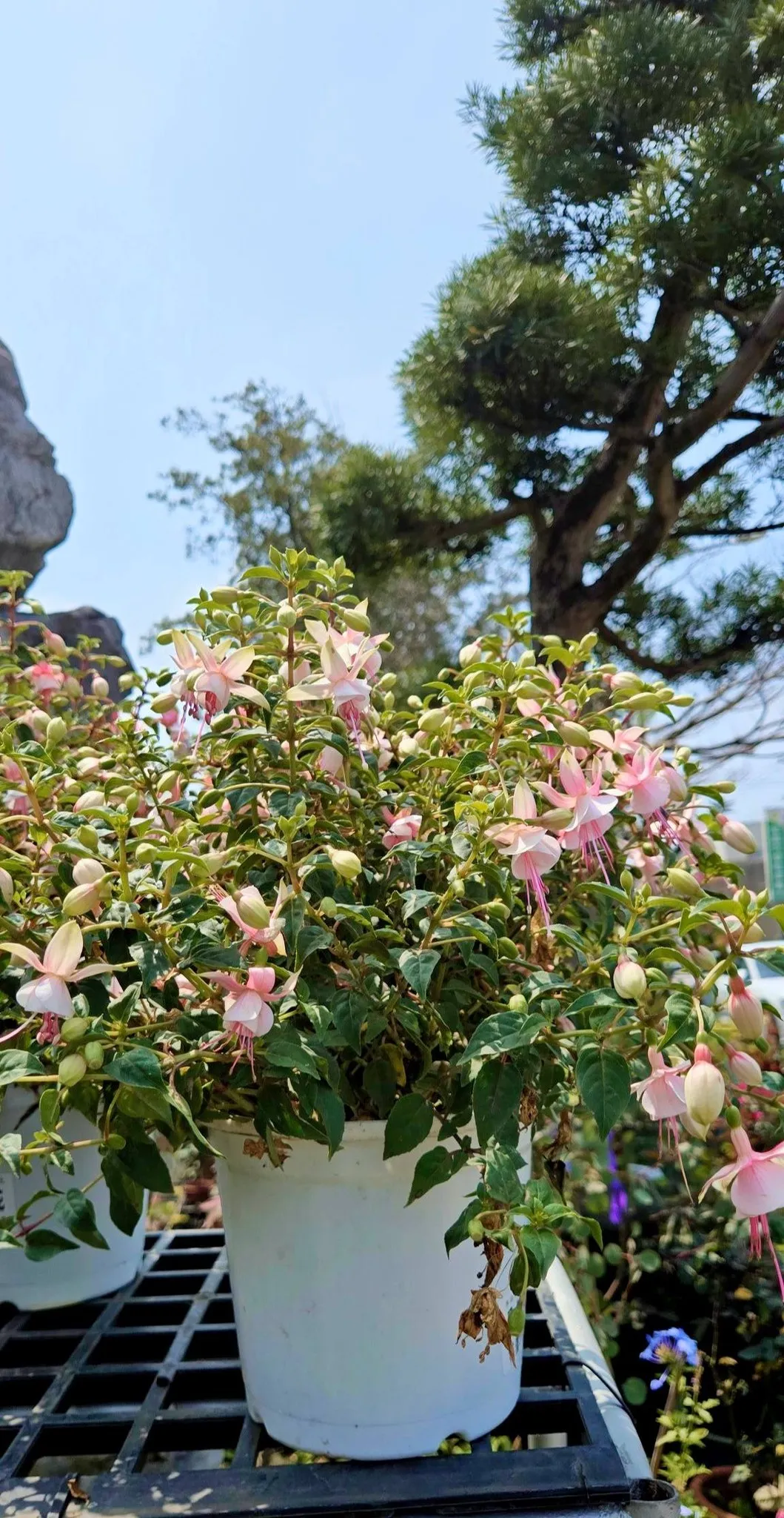 花開不是花，是一群在風裡跳舞的小精靈