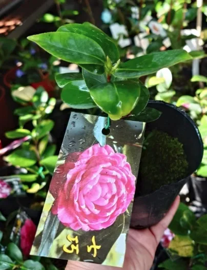 茶花